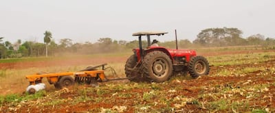 El sémano es uno de los rubros de alternativos de los productores