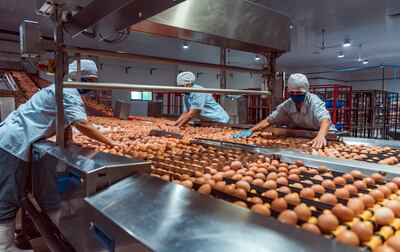 La excelencia en el trabajo y la producción son una máxima en Nutrihuevos