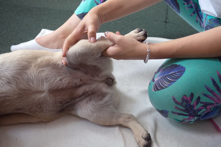 Fisioterapia veterinaria.