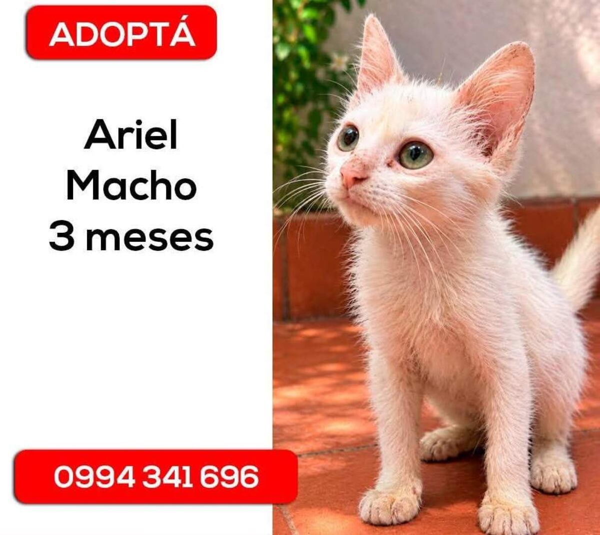 ¿Buscás un nuevo amigo?: Ariel, Nieve y Aparecido te están esperando