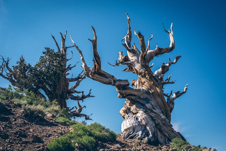 Methuselah - El árbol vivo más antiguo de la Gran Cuenca de pino ceroso ( Pinus longaeva) en el mundo. Bosque Bristlecone Pine en las montañas blancas, al este de California, EE.UU.