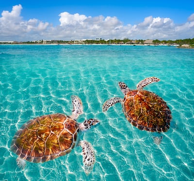 Tortugas en Akumal, México.