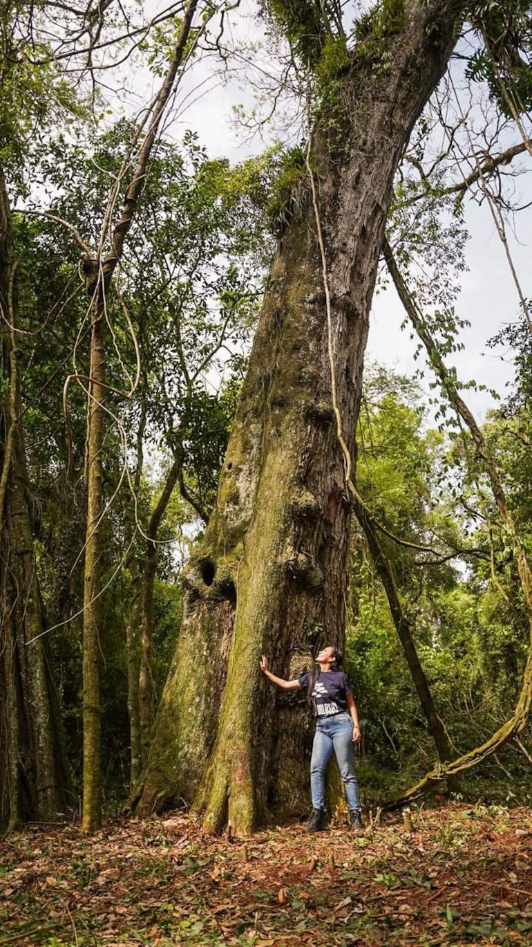 Mujer de camiseta oscura y jeans toca un árbol robusto cubierto de musgo en un entorno selvático.