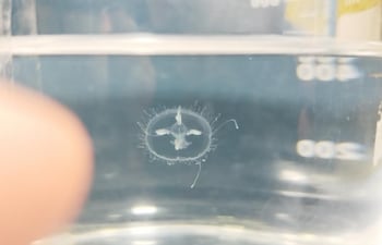 Imágenes de ejemplares de una medusa de agua dulce que fue encontrada en la Cantera de Ypacaraí.