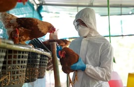 Senacsa declaró alerta máxima debido a la presencia regional de Influenza Aviar Altamente Patógena (IAAP).