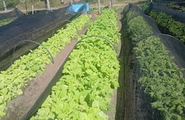 Campo con hileras de lechugas