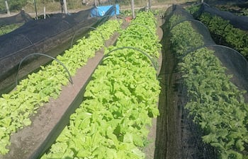 Campo con hileras de lechugas