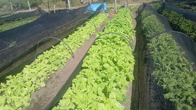Campo con hileras de lechugas