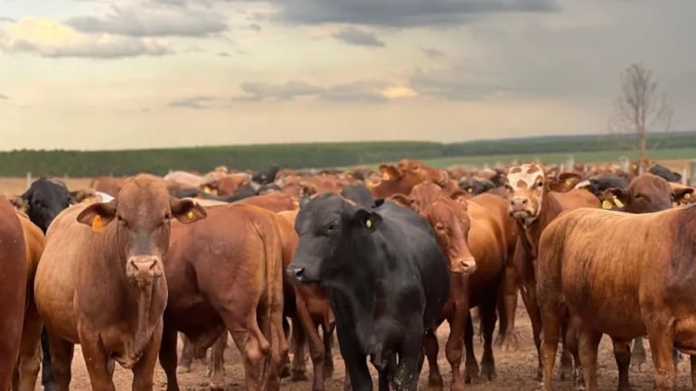 Frigoríficos bajo investigación: Appec exige claridad en la cadena de la carne