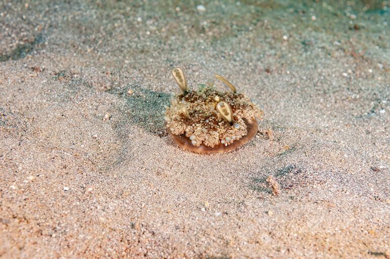 Medusa Cassiopea andromeda.