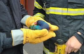 Dos bomberos con guantes amarillos sostienen un ave colorida en una calle del microcentro de Encarnación.