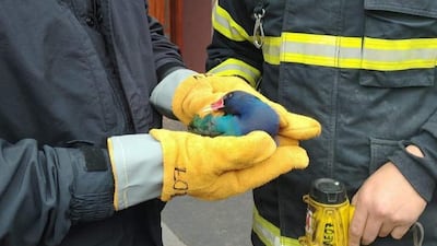 Dos bomberos con guantes amarillos sostienen un ave colorida en una calle del microcentro de Encarnación.