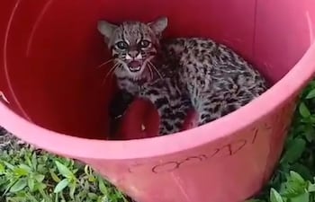 El felino fue liberado por los bomberos en su la Reserva Natural Yguazú.
