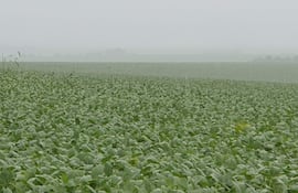 Campo de cultivos verdes con neblina, evidenciando condiciones climáticas adversas por la lluvia.