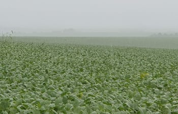 Campo de cultivos verdes con neblina, evidenciando condiciones climáticas adversas por la lluvia.