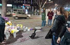 El pato Juan es una mascota querida de una floristería en Mendoza.