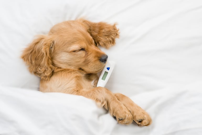 Perro con fiebre, imagen ilustrativa.