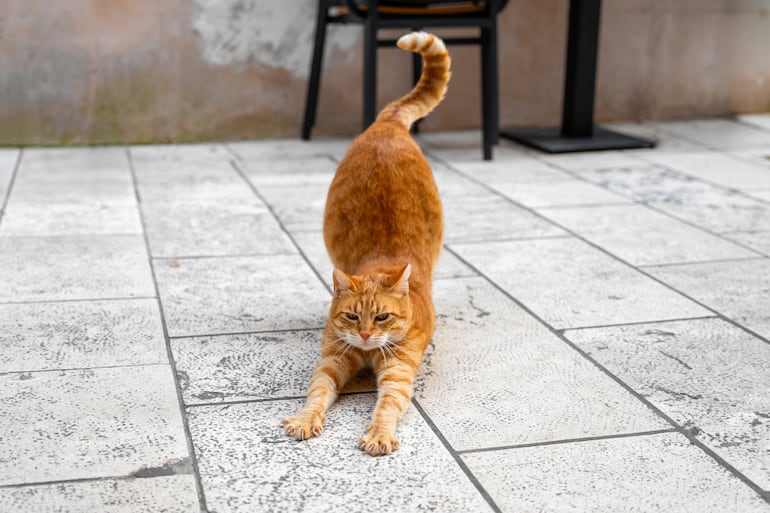 Un gato se estira.