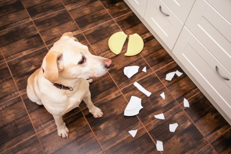 Perro destructivo, imagen ilustrativa.