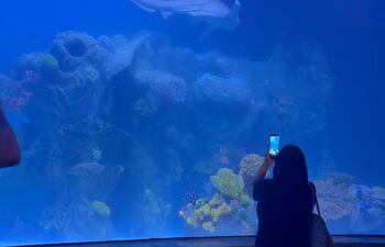 El acuario comenzó a operar hace algunas semanas y ya recibió cientos de visitas.