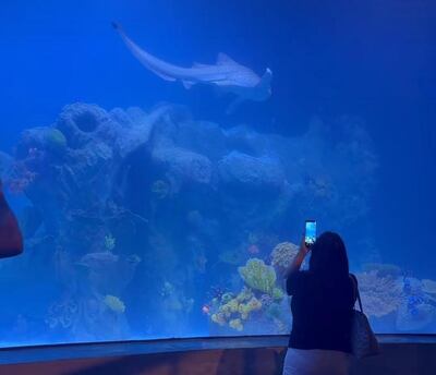 El acuario comenzó a operar hace algunas semanas y ya recibió cientos de visitas.