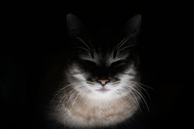 Los gatos no ven en oscuridad absoluta, pero aprovechan una luz mínima mucho mejor que las personas.
