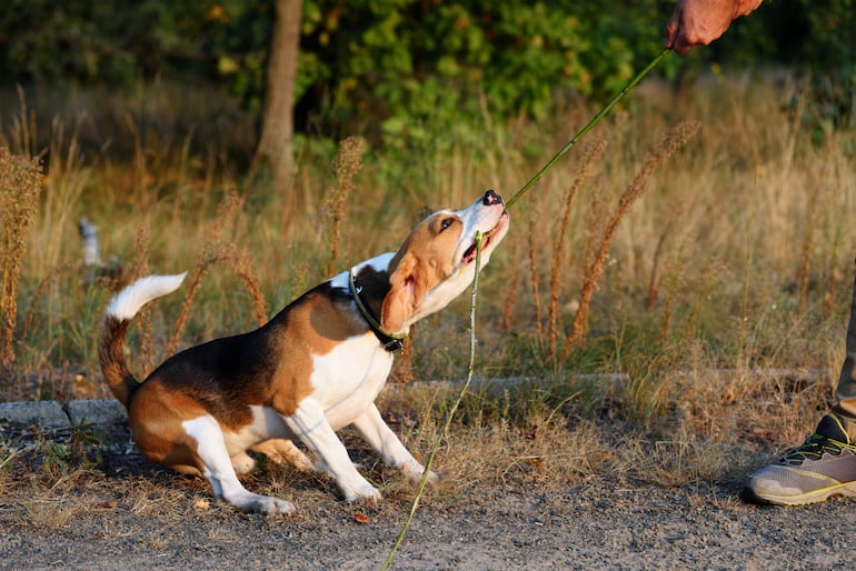La ciencia explica por qué los beagles ignoran órdenes con tanta frecuencia - Mascotas
