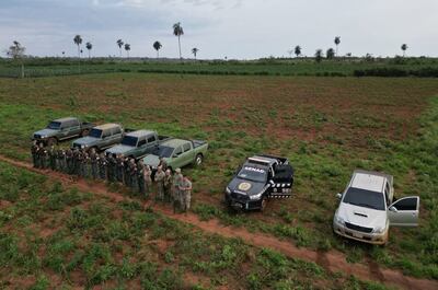 Ocho hectáreas de marihuana fueron destruidas en San Pedro.