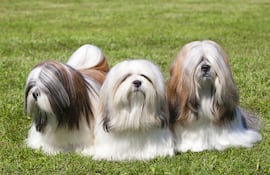 Perro de raza Lhasa Apso.