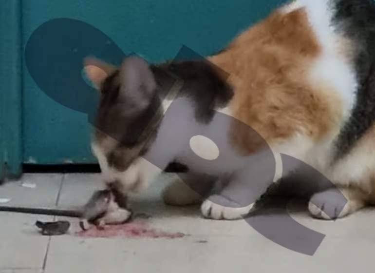 Gato tricolor agachado en el piso de cerámica, concentrado en un ratón en un entorno interior verde.