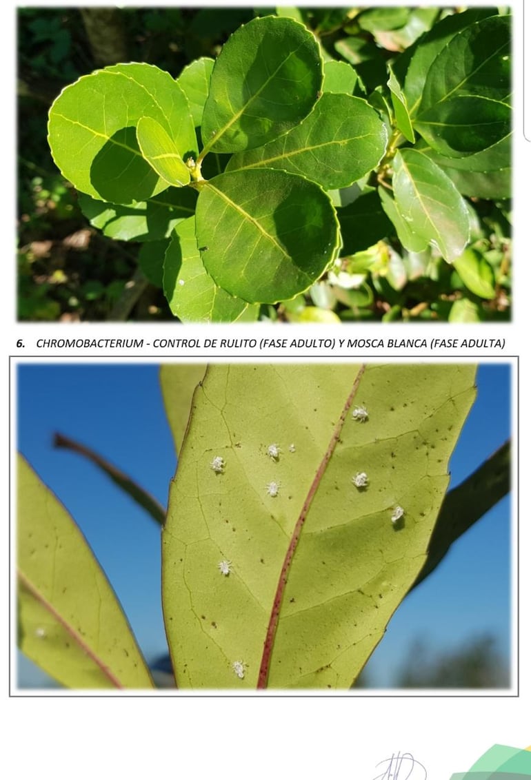 hongos en cultivos de yerba mate