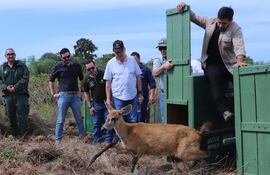Por primera vez en cuatro décadas se reintroducen especies de ciervos de los pantanos, uno de los animales más afectados por el embalse. Esta especie en peligro de extinción forma parte del grupo de animales que vivirán en la reserva.