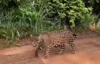 El ejemplar de jaguareté caminaba tranquilamente por el camino de tierra.