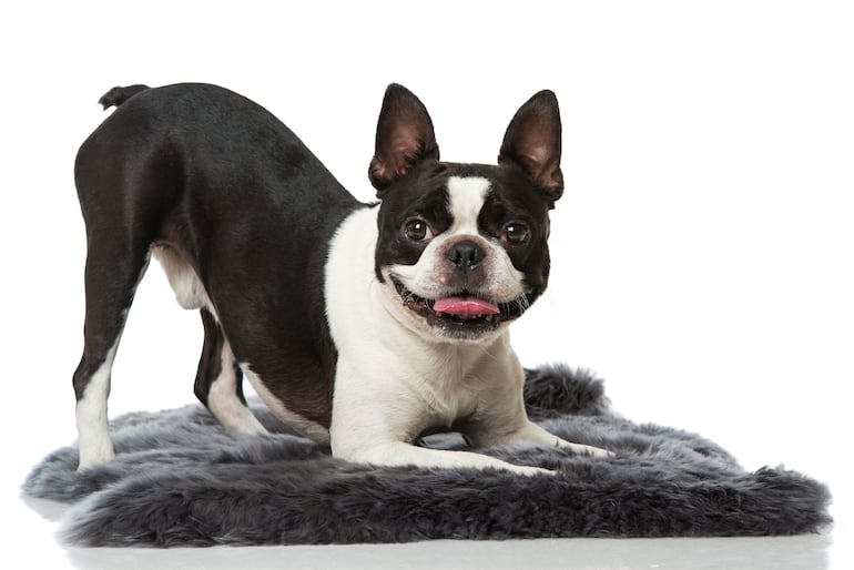 Perro de la raza Boston Terrier.
