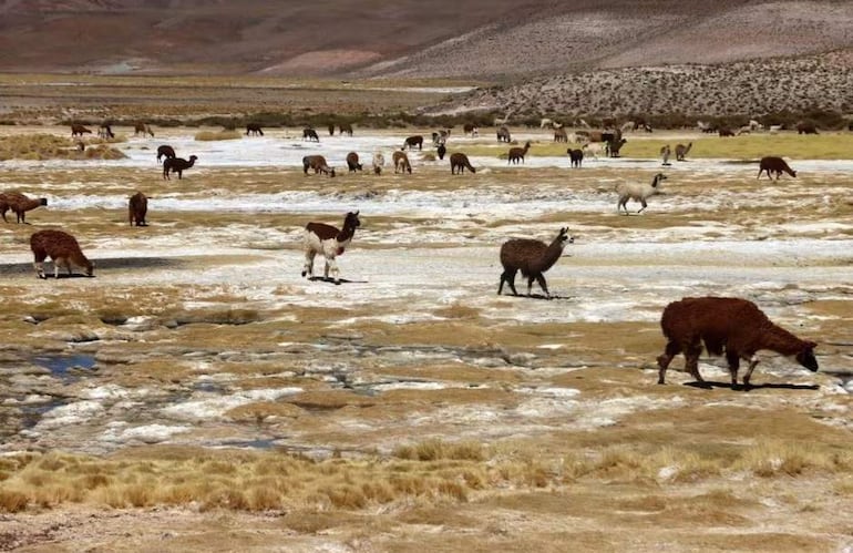 Llamas y alpacas de diversos colores pastan en un paisaje árido, con montañas secas al fondo.