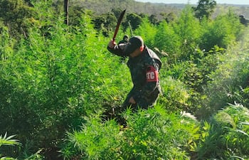 Militares de la Fuerza de Tarea Conjunta (FTC) dicen haber eliminado 1.254 toneladas de marihuana en territorio nacional.
