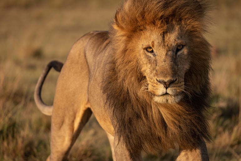 León, Mahali Mzuri.