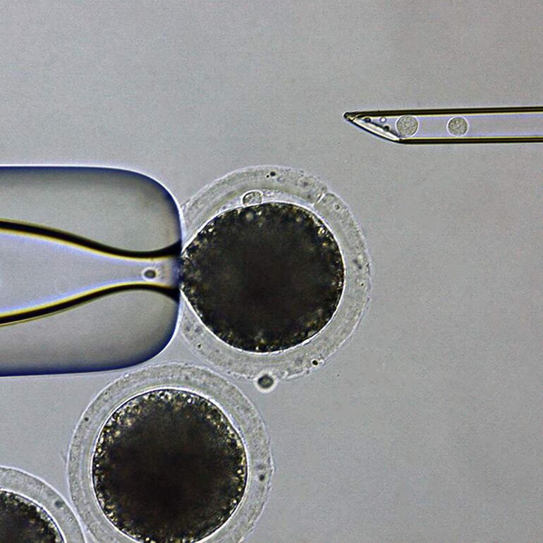 Se crearon los lechones a través de tecnología de transferencia nuclear de células somáticas, las que conforman el crecimiento de los tejidos y órganos de los seres pluricelulares, para crear individuos idénticos genéticamente.