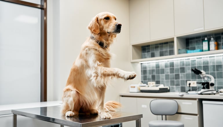 Perro golden retriever.