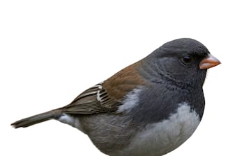 Junco, imagen ilustrativa.