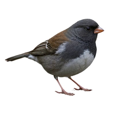 Junco, imagen ilustrativa.