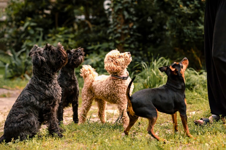 Adiestramiento canino.