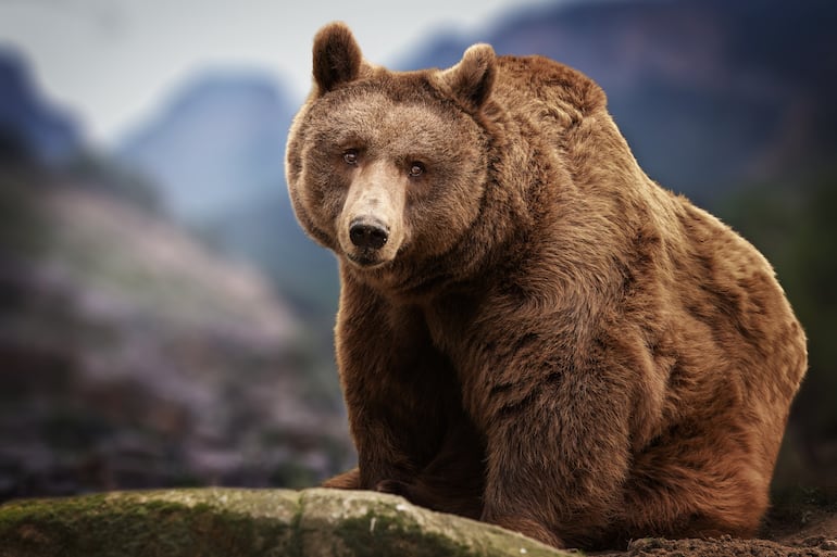 Oso pardo, imagen ilustrativa.