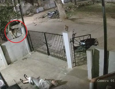 Mujer de la tercera edad tendida en el suelo. Un mono observa desde un muro