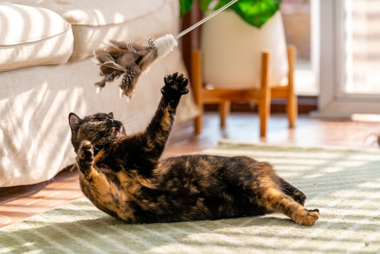 Gato jugando.