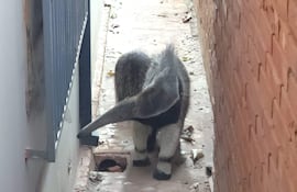 Oso hormiguero gigante camina por un pasillo entre muros de ladrillo, con hojas caídas en el suelo.