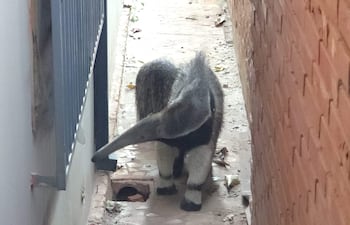 Oso hormiguero gigante camina por un pasillo entre muros de ladrillo, con hojas caídas en el suelo.
