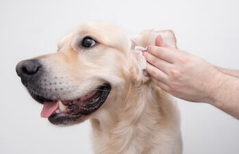 Limpieza de oreja a un perro.