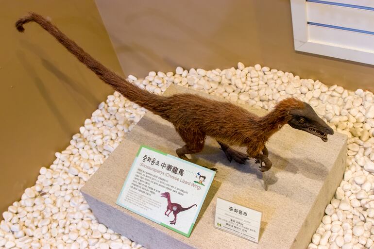 Modelo de Sinosauropteryx en el Museo de Historia Natural de Seodaemun.