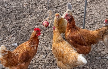 Gallinas, gripe aviar, aves.